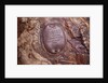 Cartouche North of Pegasus by Erhard Weigel