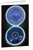 Magnetic dial, with case by Thomas Staight