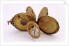 Astronomical compendium, all leaves by Humphrey Cole