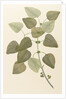 Eucalyptus alba by Alecto