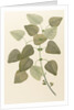 Eucalyptus alba by Alecto
