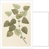 Eucalyptus alba by Alecto