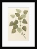 Eucalyptus alba by Alecto