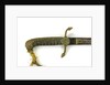 Hilt of dirk by unknown
