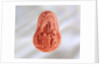 Cameo by Unknown