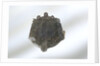 Brooch by unknown