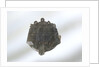 Brooch by unknown