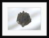 Brooch by unknown