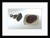 Fob seal by unknown
