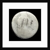 Half-crown; obverse by unknown