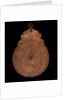 Astrolabe: dismounted obverse by unknown