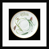 Saucer used on RY 'Alberta' (1863) by Worcester Royal Porcelain Co.