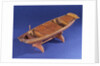 Sampan, port by unknown