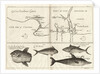 Chart of Gulf of Guinea, Africa by Gerard van Keulen