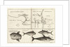 Chart of Gulf of Guinea, Africa by Gerard van Keulen