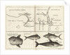 Chart of Gulf of Guinea, Africa by Gerard van Keulen