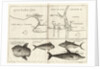 Chart of Gulf of Guinea, Africa by Gerard van Keulen