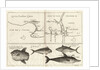 Chart of Gulf of Guinea, Africa by Gerard van Keulen