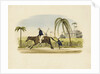 Barbados by British School