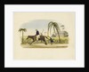 Barbados by British School