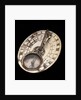 Butterfield dial for latitudes 40-57 North by Cremstorff