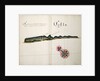 Tosta by William Hack