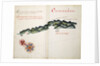 Coronados by William Hack