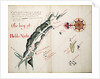 The Bay of Pueblo Nueba by William Hack