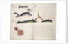 Passao by William Hack