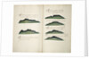 Views of Silla de Paita and Punta Aguja by William Hack