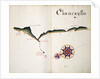 Chancayllo by William Hack