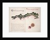 Quillota and Valpariso, South American Pacific coast by William Hack