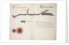 Tirao [and] Tolten by William Hack