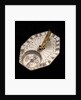 Horizontal dial by Salomon Chesnon