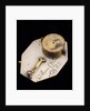 Horizontal dial, reverse by Salomon Chesnon
