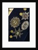 Royal Naval uniform: pattern 1795-1812 by unknown
