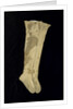 Stockings worn by Nelson (1758-1805) at the Battle of Trafalgar by unknown