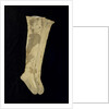 Stockings worn by Nelson (1758-1805) at the Battle of Trafalgar by unknown