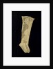 Stockings worn by Nelson (1758-1805) at the Battle of Trafalgar by unknown