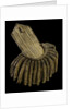 Royal Naval uniform: pattern 1795-1812 by unknown