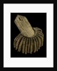 Royal Naval uniform: pattern 1795-1812 by unknown