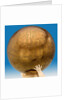 Celestial table globe by unknown