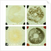 Four double squares of glass by unknown