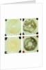 Four double squares of glass by unknown