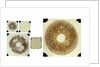 Five double plates of square glass of various sizes by unknown