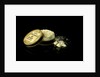 Pill box containing 'X G of  Fenocynate of soda' by unknown