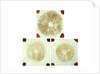 Three sealed microscope slides of an unidentified vegetable by unknown