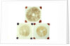 Three sealed microscope slides of an unidentified vegetable by unknown