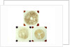 Three sealed microscope slides of an unidentified vegetable by unknown