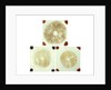 Three sealed microscope slides of an unidentified vegetable by unknown